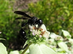 Zethus spinipes spinipes