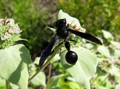 Zethus spinipes spinipes