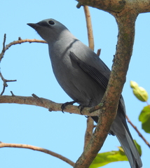 Coracina caesia caesia