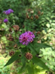 Vernonia glauca