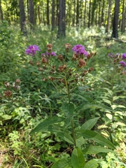 Vernonia glauca