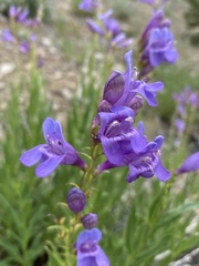 Penstemon venustus