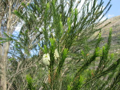 Melaleuca armillaris armillaris