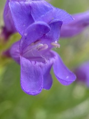 Penstemon venustus