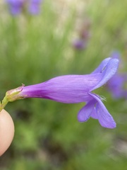 Penstemon venustus