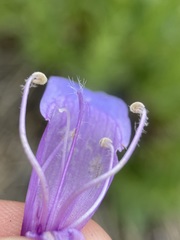 Penstemon venustus