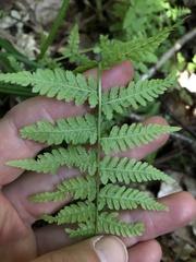 Woodsiaceae