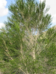 Melaleuca armillaris armillaris