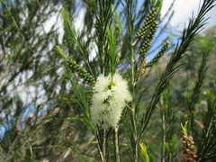 Melaleuca armillaris armillaris