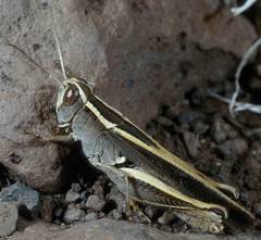 Calliptamus plebeius