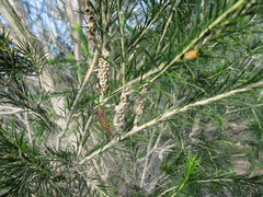 Melaleuca armillaris armillaris