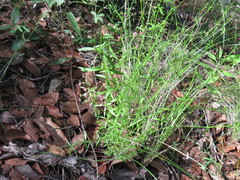 Galium wrightii