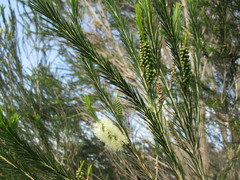 Melaleuca armillaris armillaris