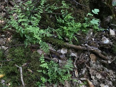 Woodsiaceae