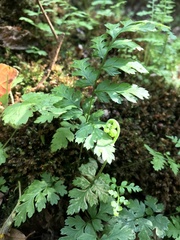Woodsiaceae