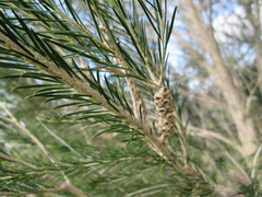 Melaleuca armillaris armillaris