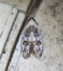Scatochresis innumera