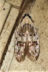 Scatochresis innumera