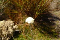 Craspedia lanata elongata