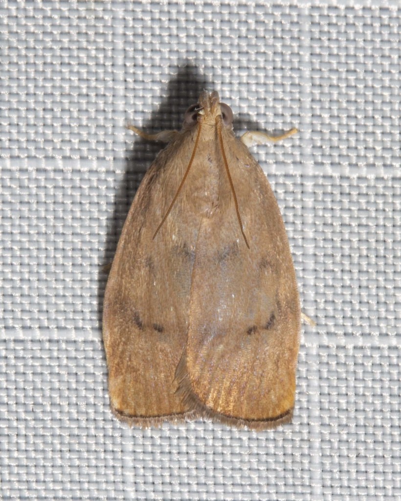 Imma tetrascia