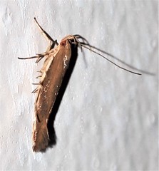 Glaphyristis marmarea