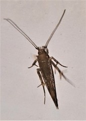 Glaphyristis marmarea