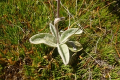 Craspedia lanata elongata