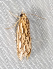 Meyrickella torquesauria