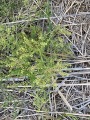 Rorippa sphaerocarpa