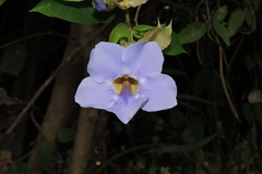 Thunbergia laurifolia