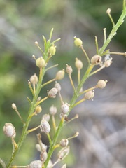 Rorippa sphaerocarpa