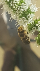 Megachile