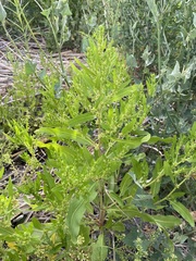 Rumex dentatus