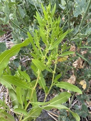 Rumex dentatus