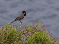Curruca ruppeli