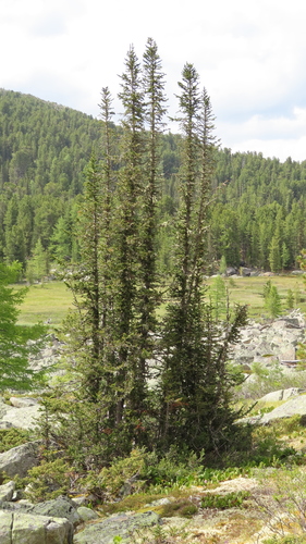 Abies sibirica, photographed by an iNaturalist contributor