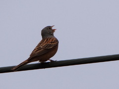 Emberiza caesia