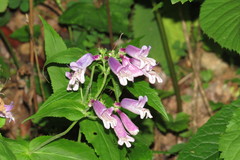 Penstemon canescens