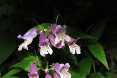 Penstemon canescens