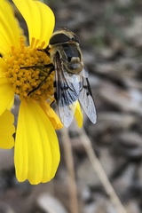 Copestylum apiciferum