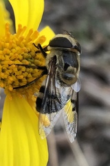 Copestylum apiciferum