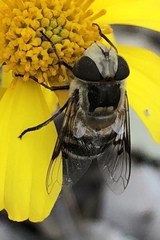 Copestylum apiciferum