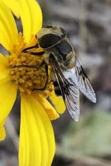 Copestylum apiciferum