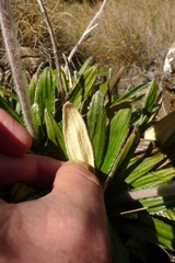 Celmisia spectabilis