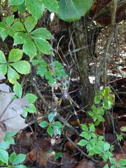 Trichonephila clavipes image