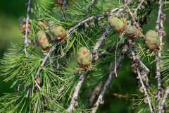 Larix sibirica