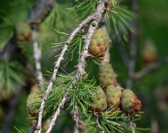 Larix sibirica