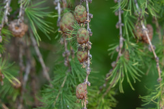 Larix sibirica