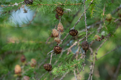 Larix sibirica