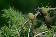 Larix sibirica